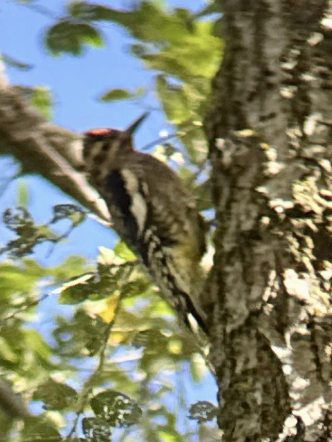 Yellow-bellied Sapsucker - ML642816368