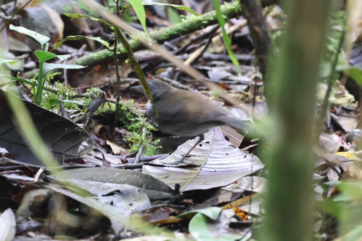 Ringed Antpipit - ML642816373