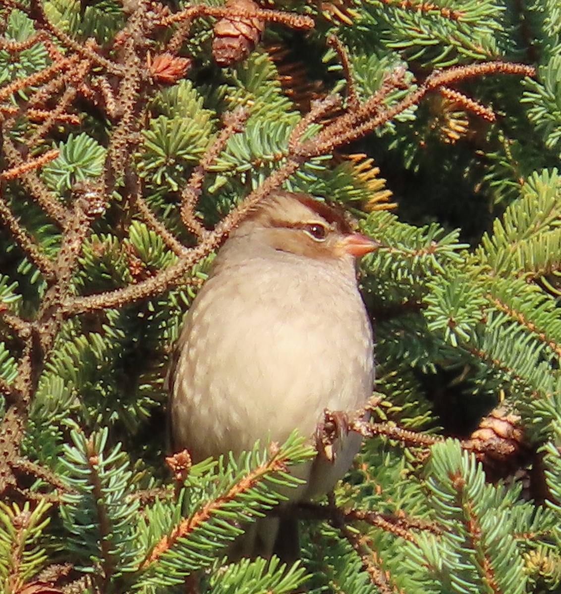 White-crowned Sparrow - ML642816375