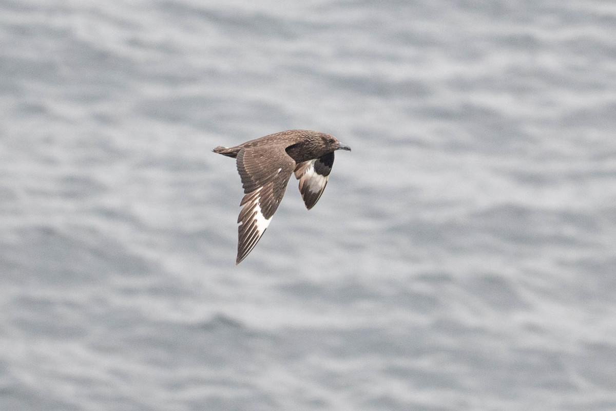 Great Skua - ML642816376