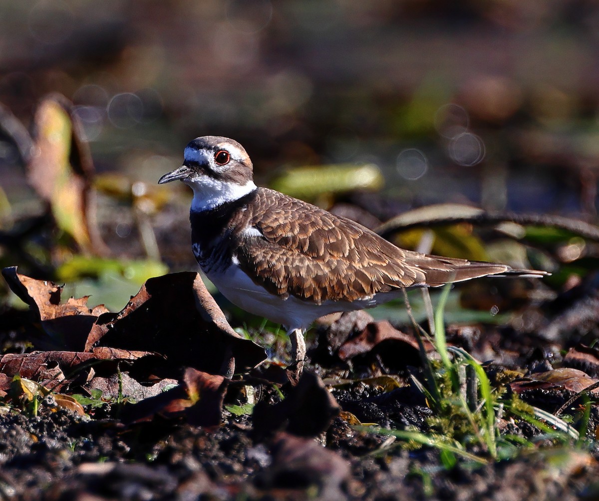 Killdeer - ML642816377