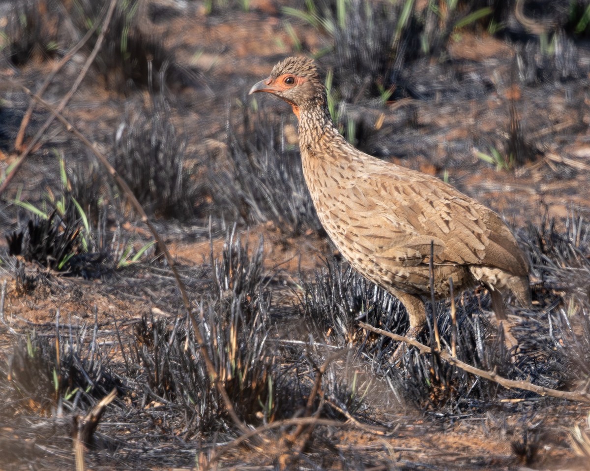 Swainson's Spurfowl - ML642816385