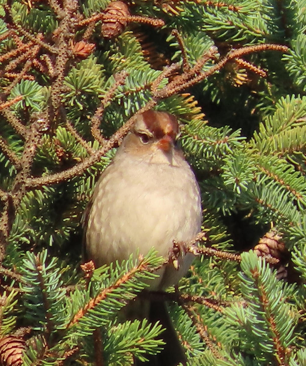 White-crowned Sparrow - ML642816392