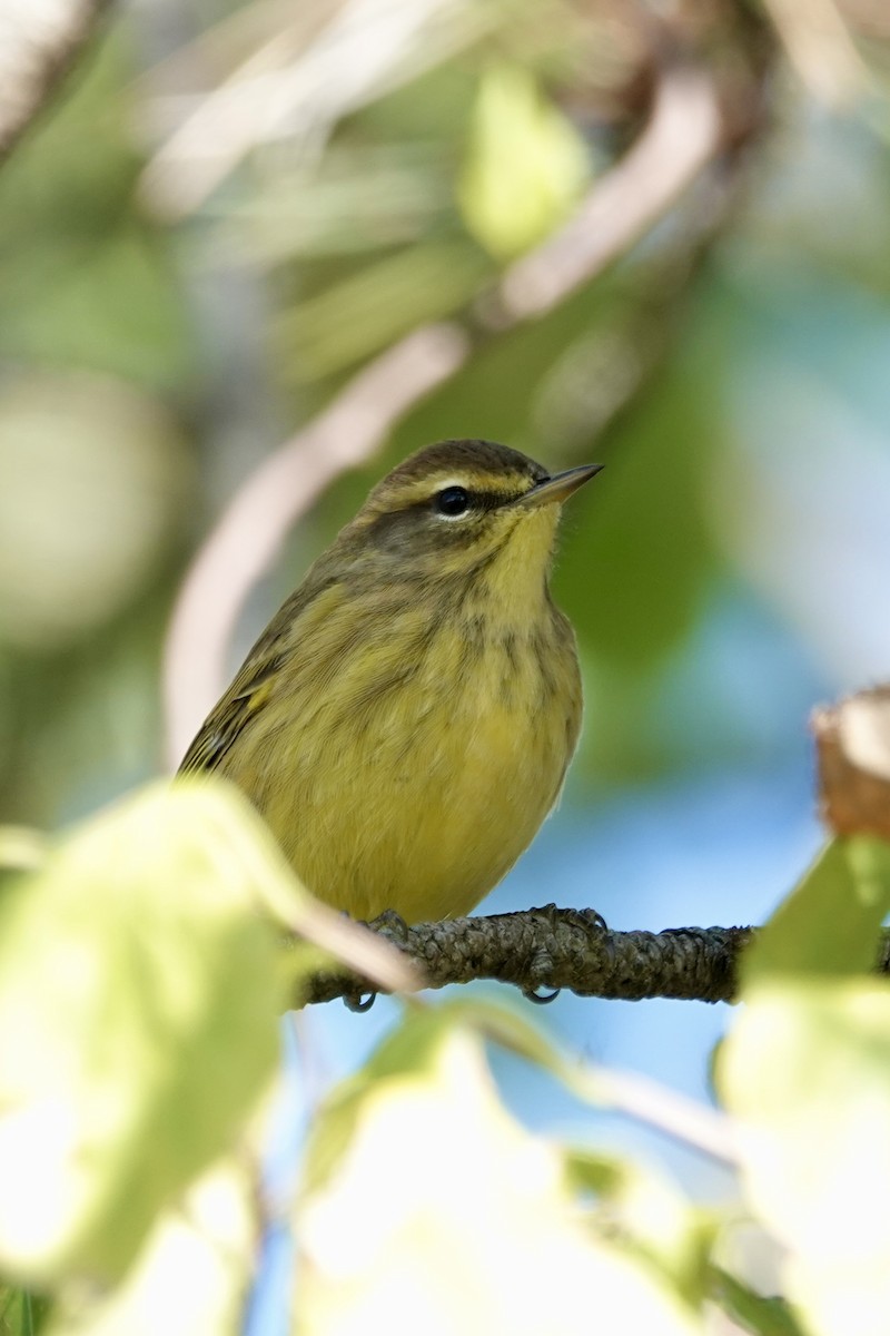 Palm Warbler - ML642816393