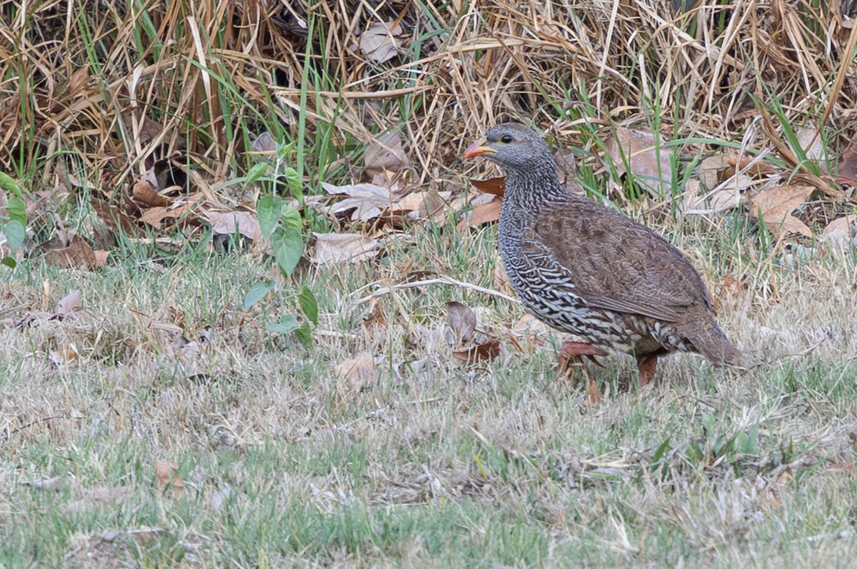 Natal Spurfowl - ML642816394