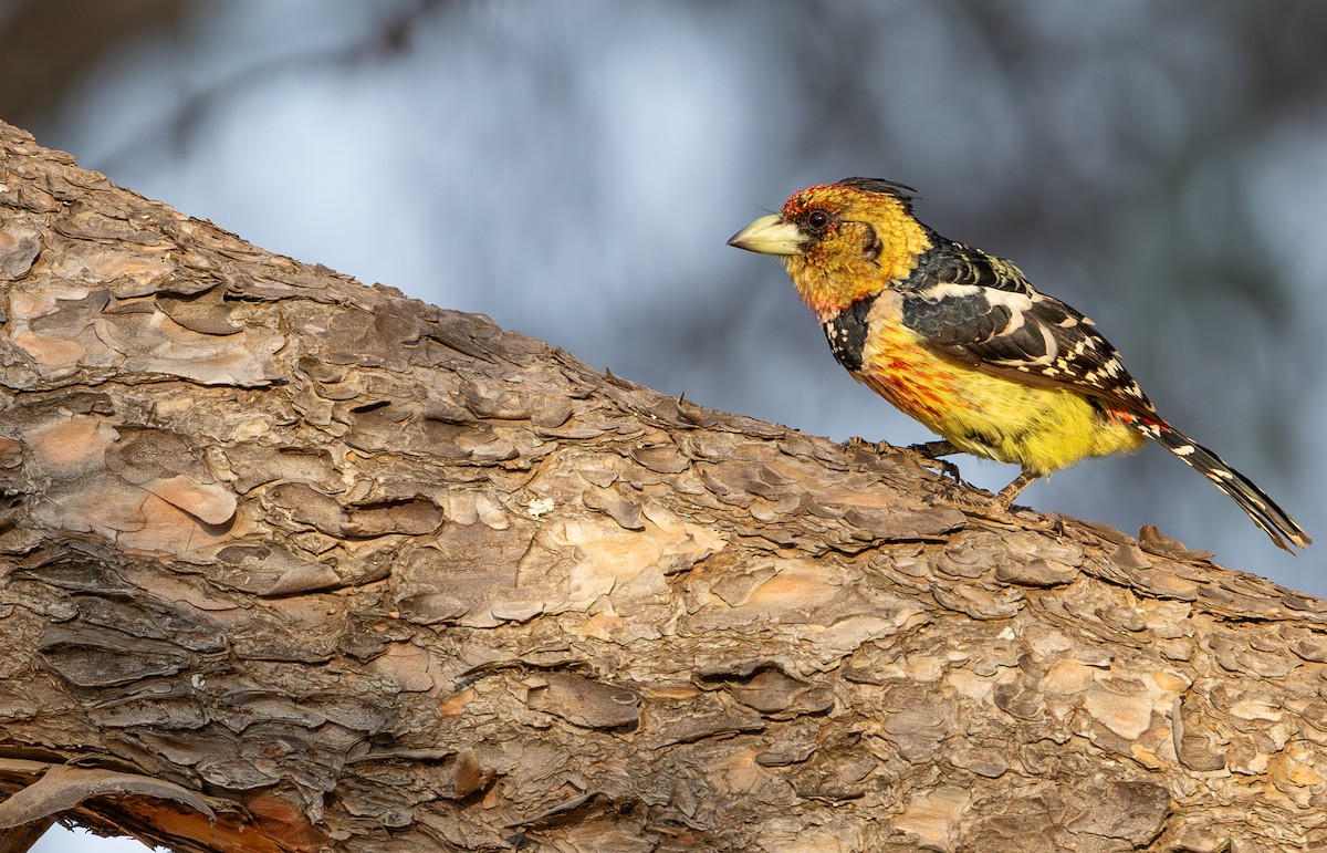 Crested Barbet - ML642816400