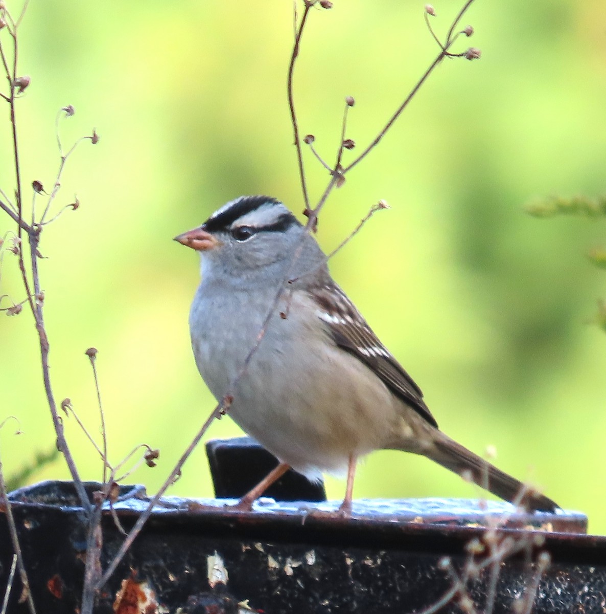 White-crowned Sparrow - ML642816401