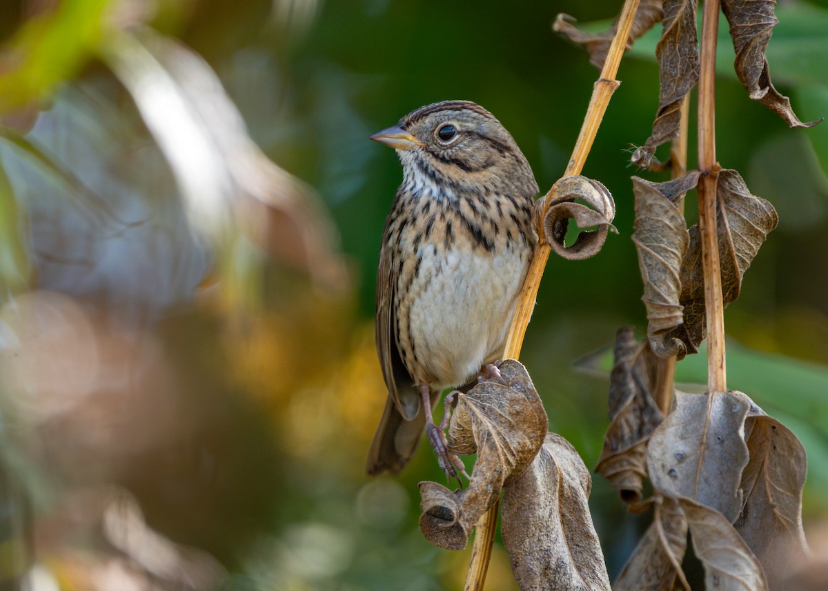 Lincoln's Sparrow - ML642816402