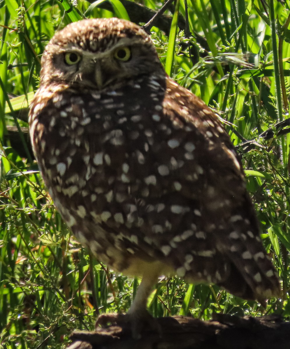 Burrowing Owl - ML642816403