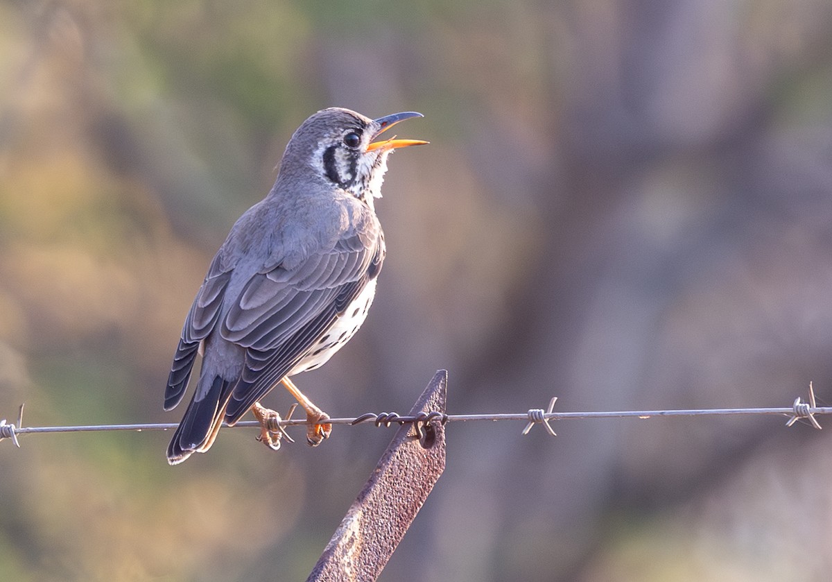 Groundscraper Thrush - ML642816404