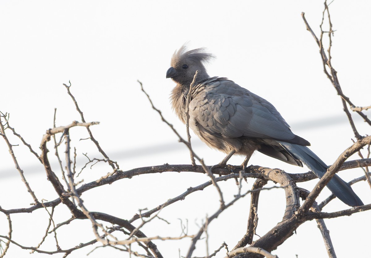 Gray Go-away-bird - ML642816418