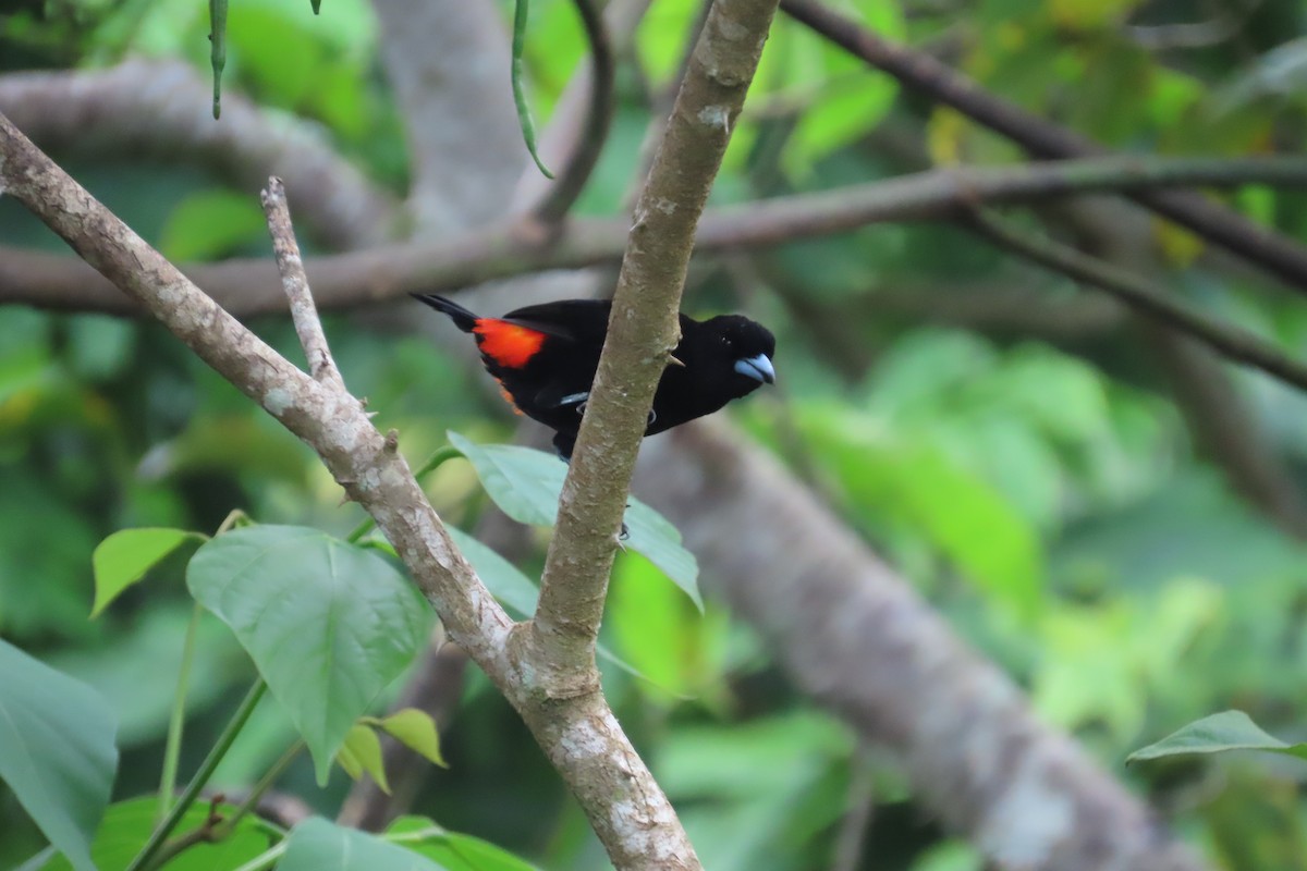 Scarlet-rumped Tanager (Passerini's) - ML642816419