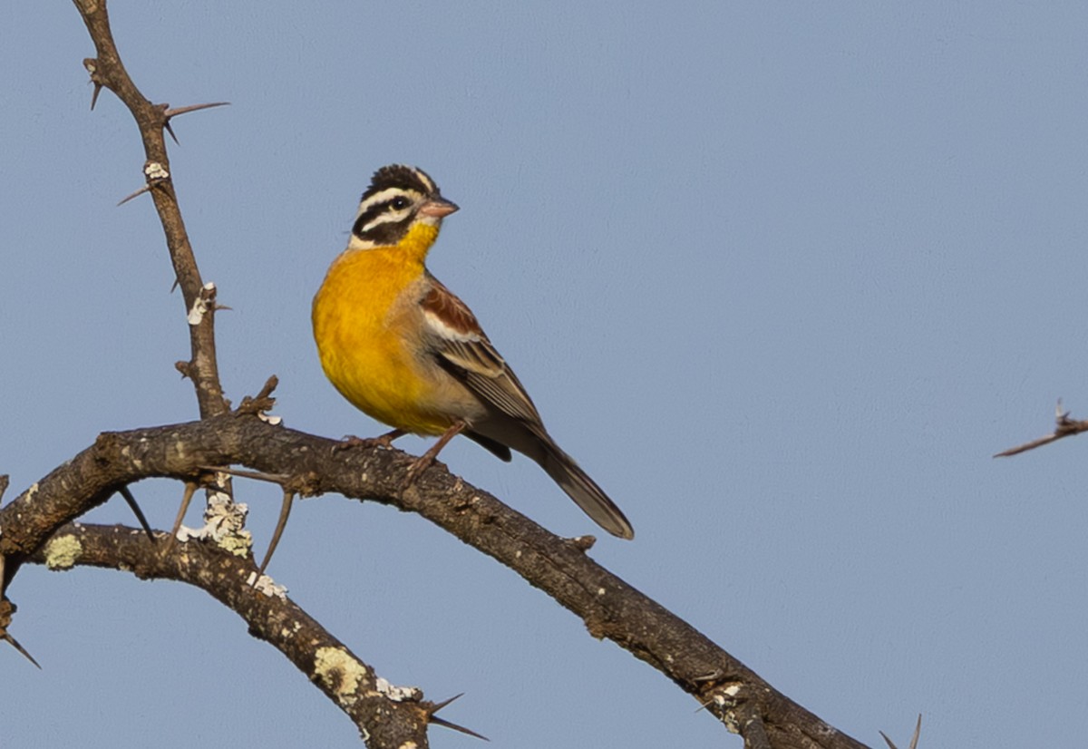 Golden-breasted Bunting - ML642816420