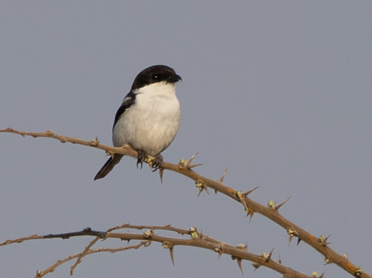 Southern Fiscal - ML642816424