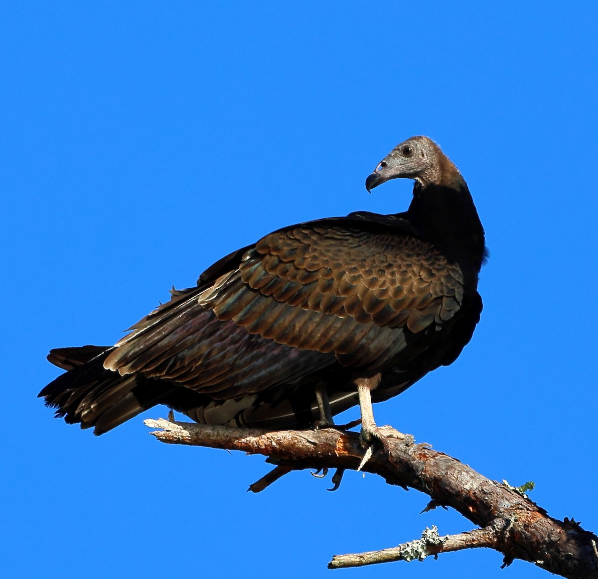 Black Vulture - ML642816425