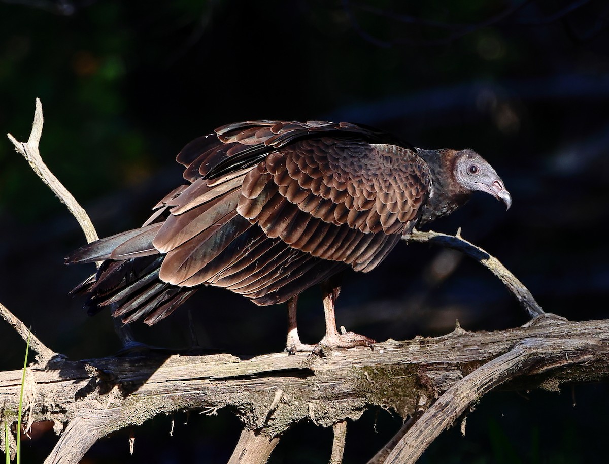 Black Vulture - ML642816426