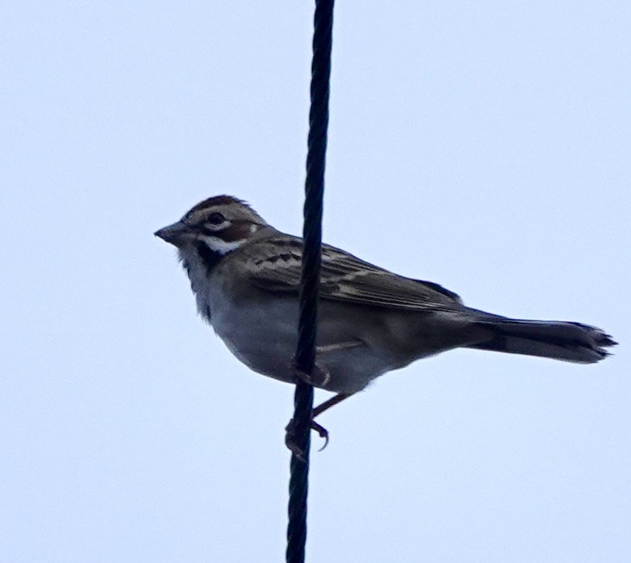 Lark Sparrow - ML642816427