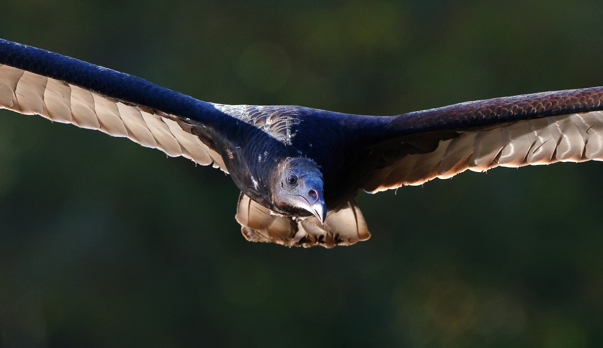Black Vulture - ML642816428