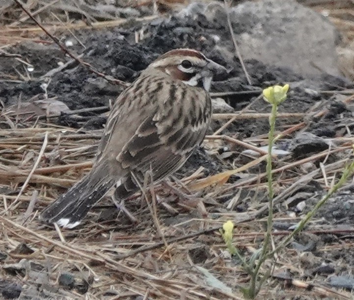 Lark Sparrow - ML642816429