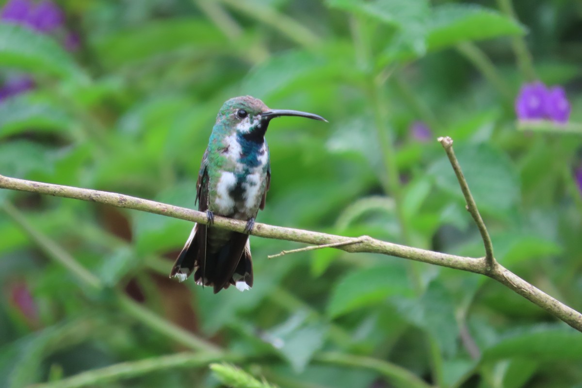 Green-breasted Mango - ML642816432