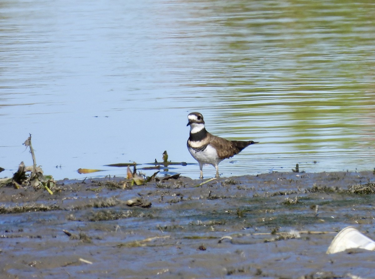 Killdeer - ML642816433