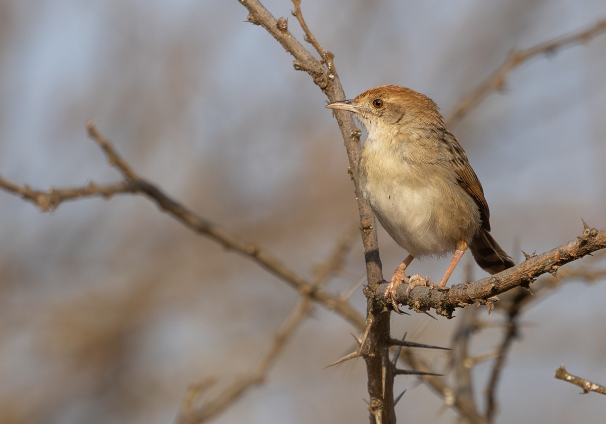 Rattling Cisticola - ML642816439