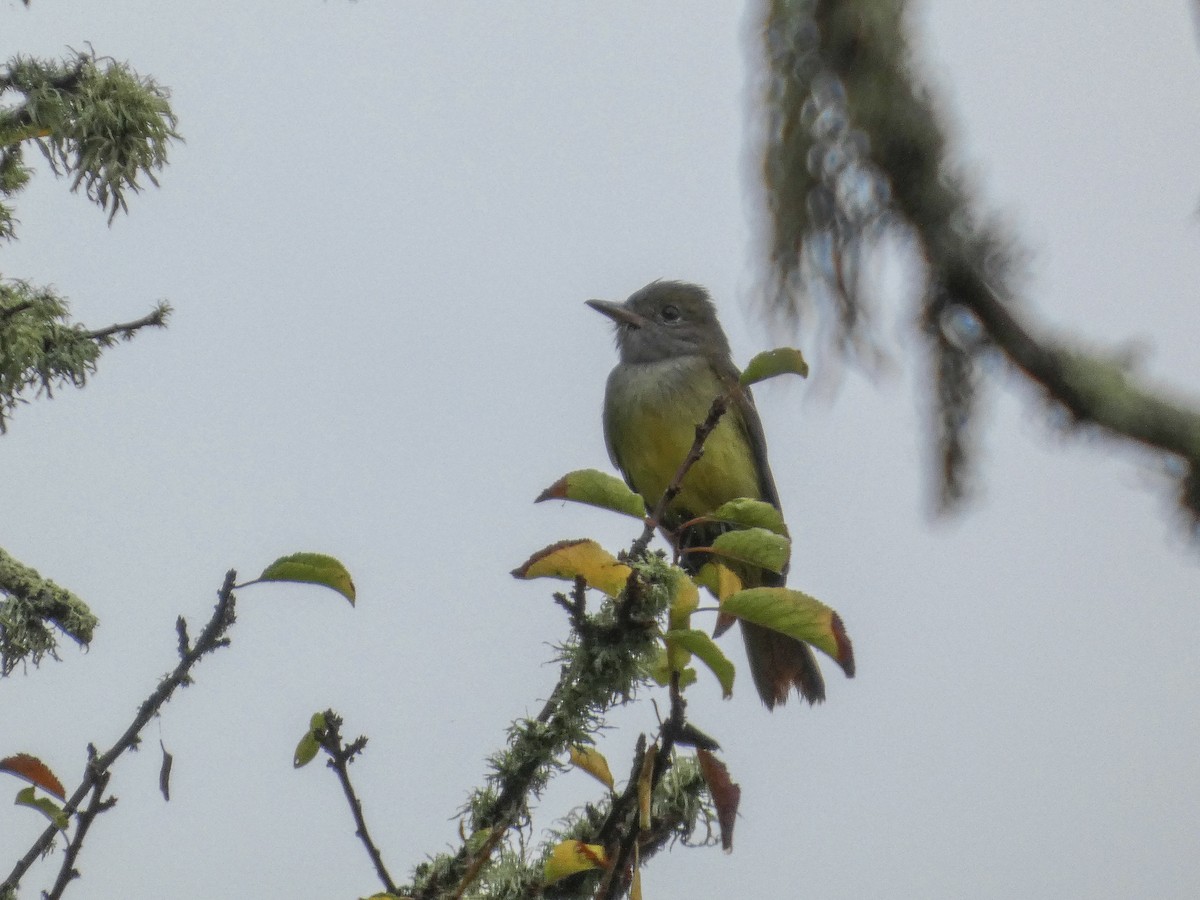 Great Crested Flycatcher - ML642816450