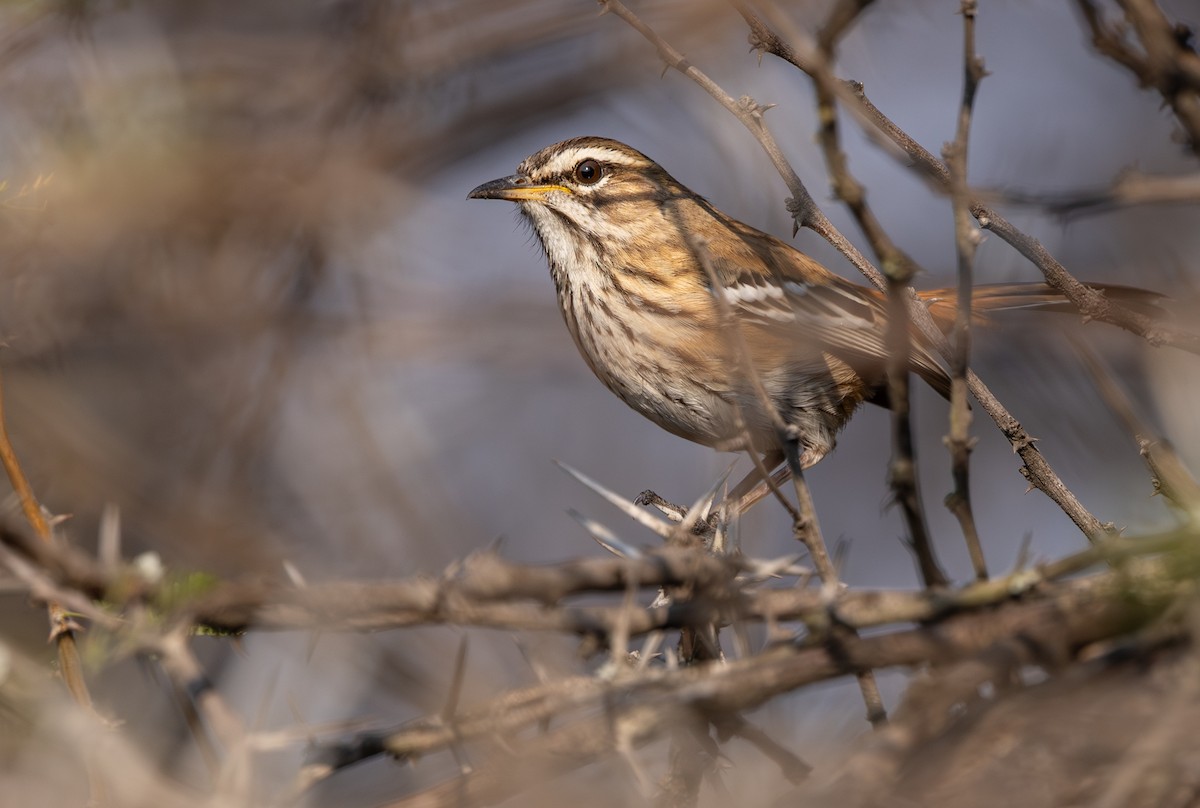 White-browed Scrub-Robin - ML642816455