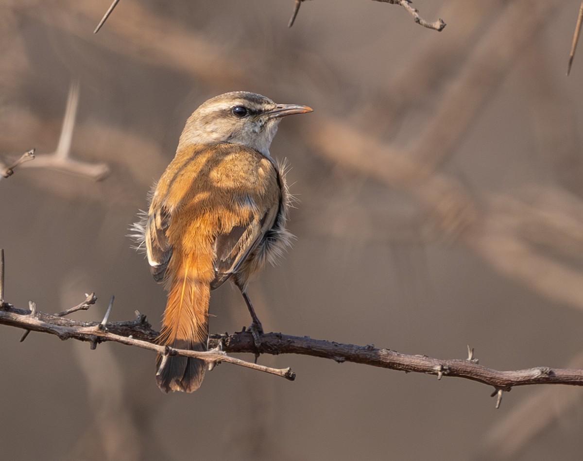 Kalahari Scrub-Robin - ML642816456