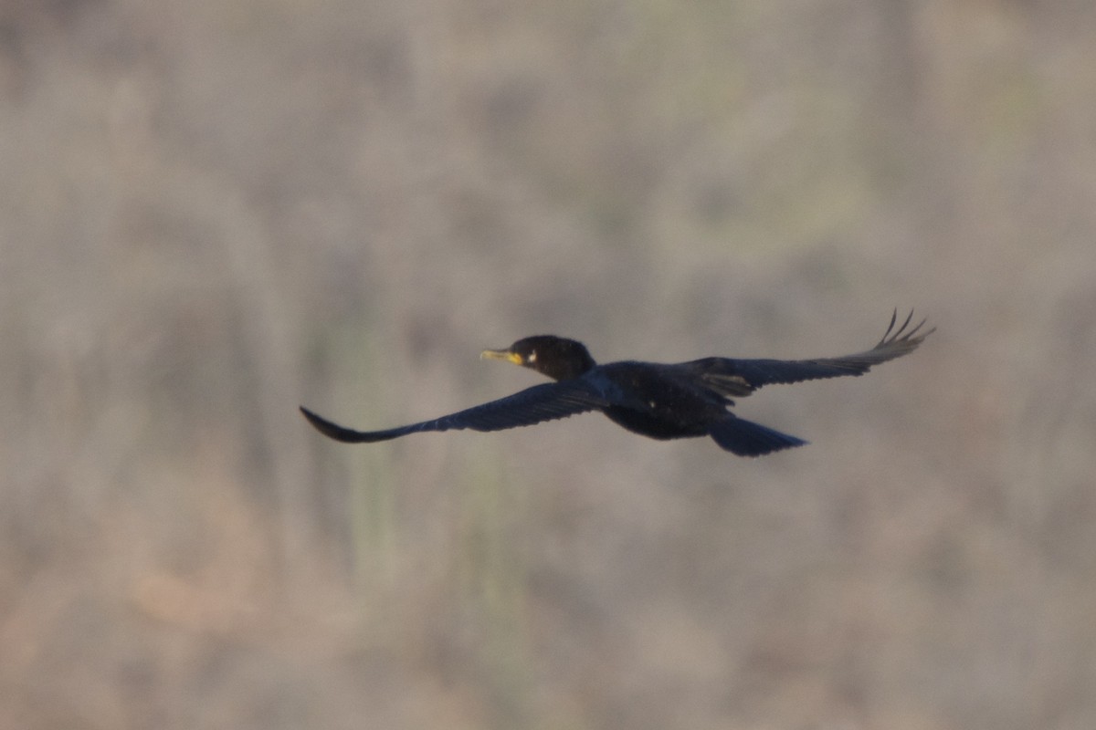 Neotropic Cormorant - ML642816457