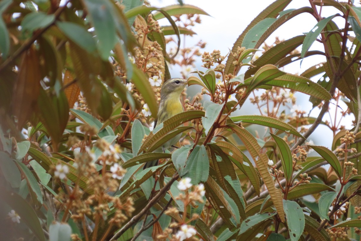 Blackburnian Warbler - ML642816464