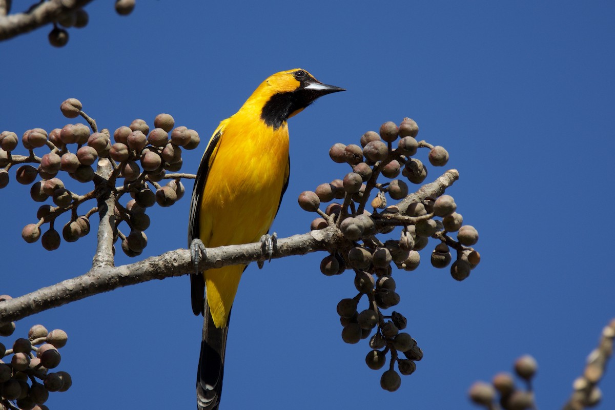 Streak-backed Oriole - ML642816465