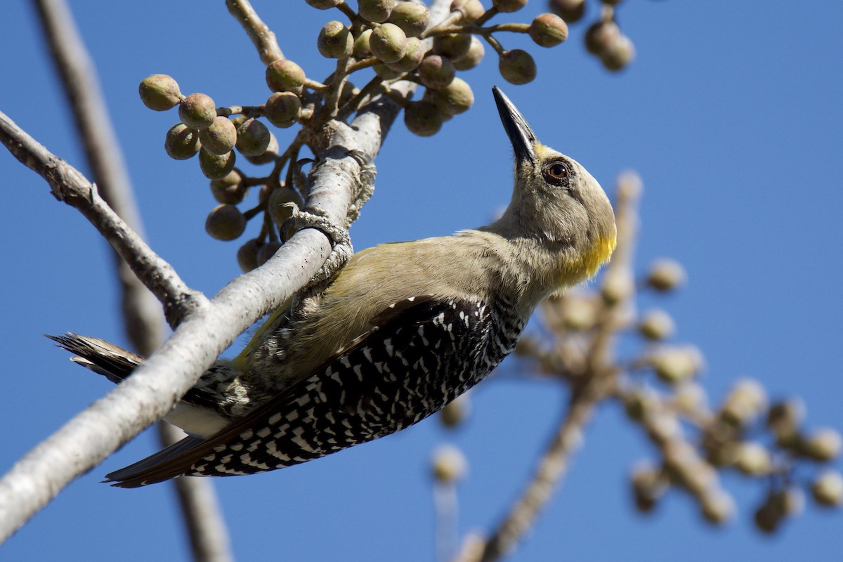 Hoffmann's Woodpecker - ML642816469
