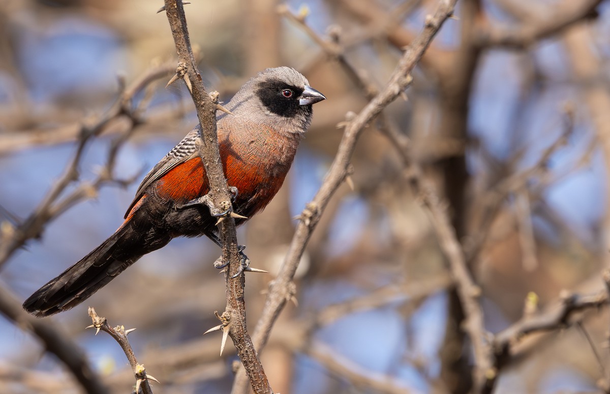Black-faced Waxbill - ML642816471