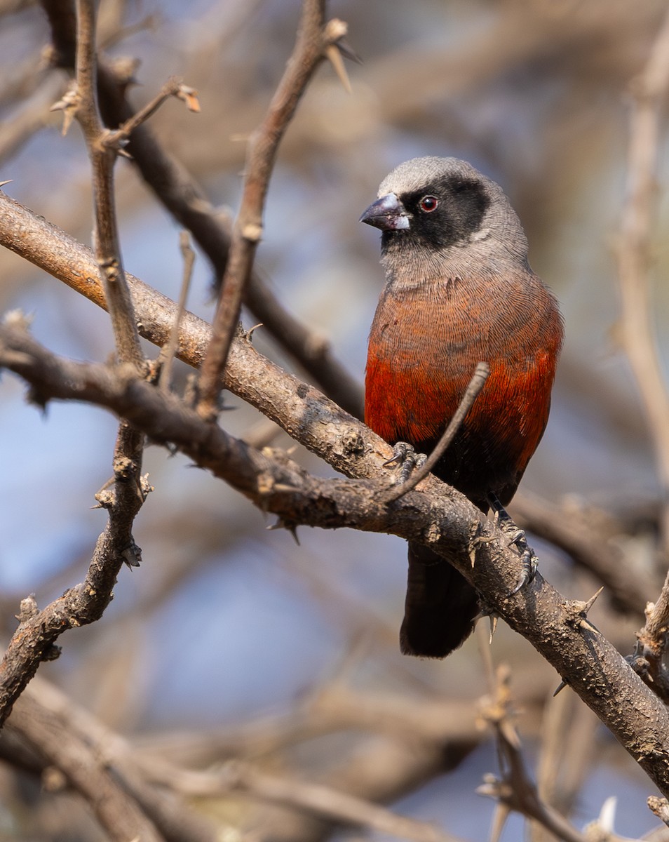 Black-faced Waxbill - ML642816472