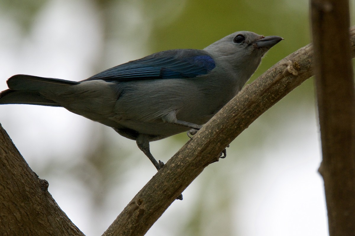 Blue-gray Tanager - ML642816478