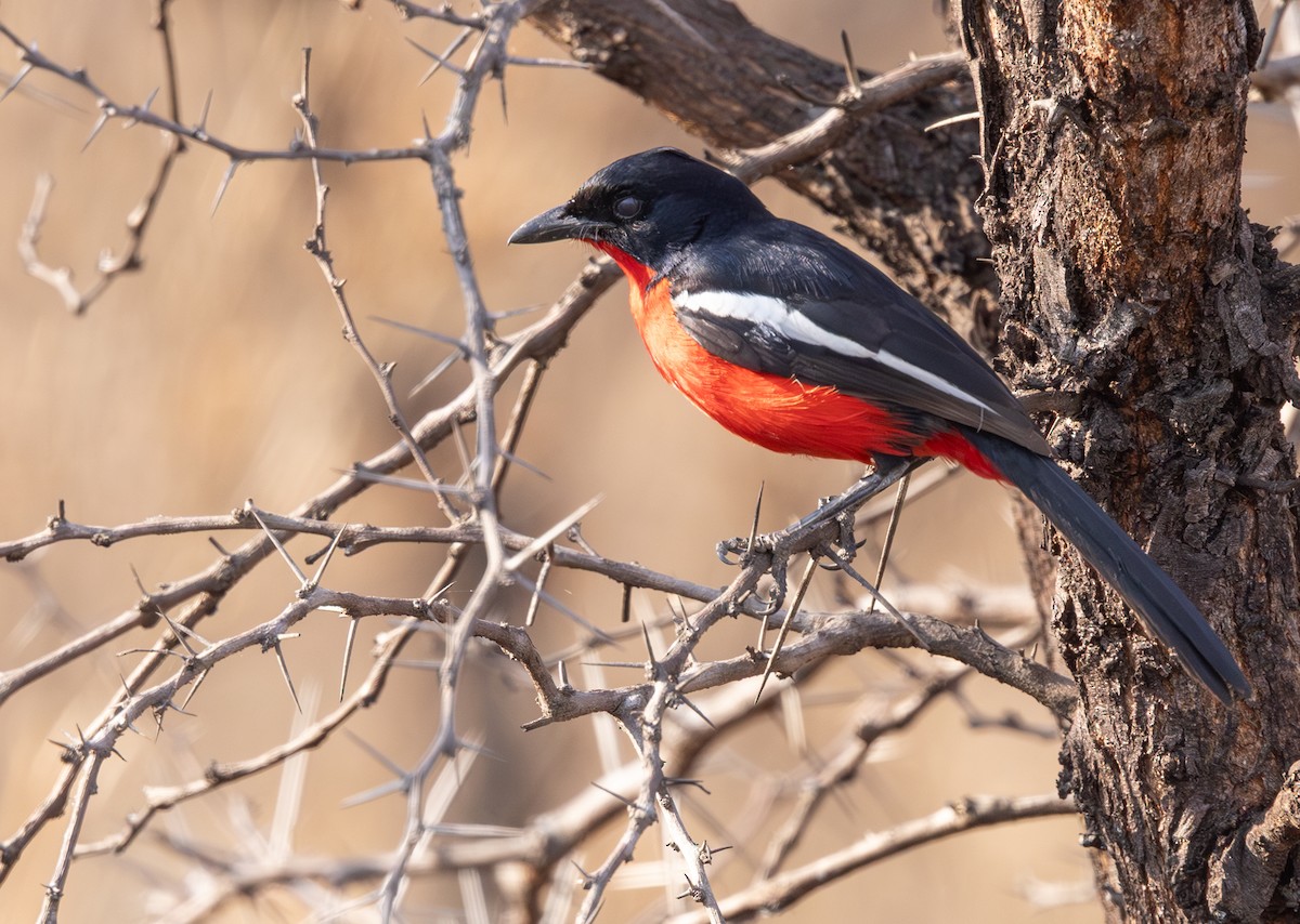 Crimson-breasted Gonolek - ML642816480