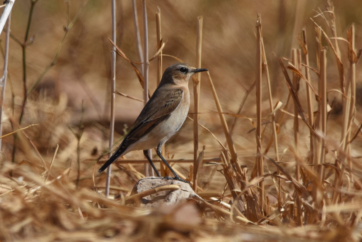 Northern Wheatear - ML642816481