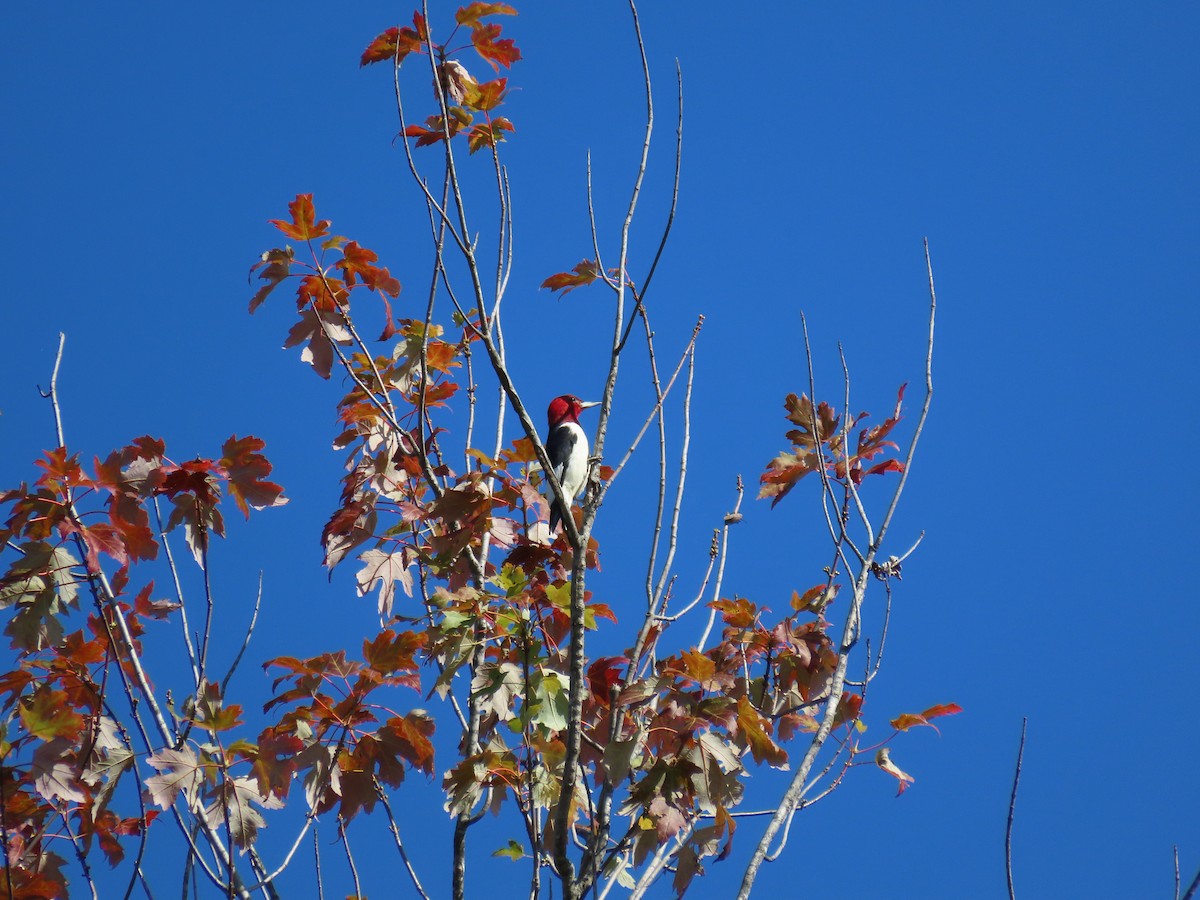 Red-headed Woodpecker - ML642816482