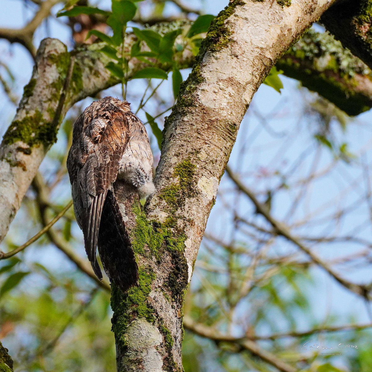 Common Potoo - ML642816488