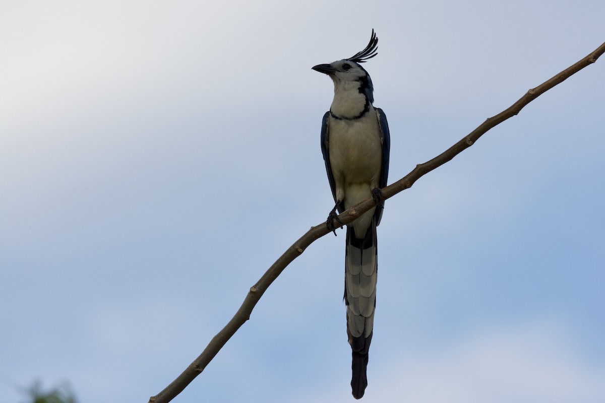 White-throated Magpie-Jay - ML642816490