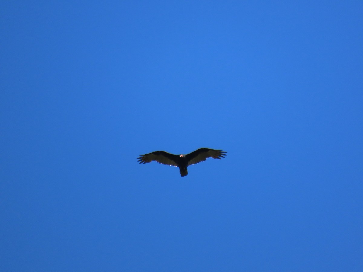 Turkey Vulture - ML642816492