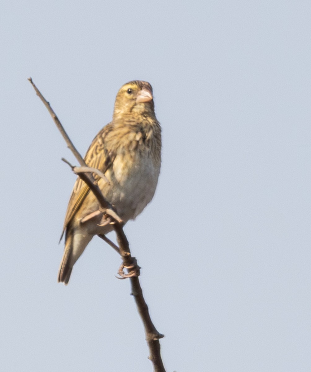 Southern Red Bishop - ML642816493
