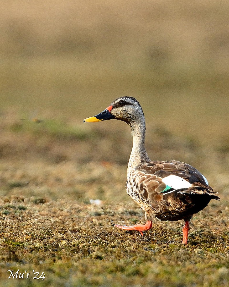 Indian Spot-billed Duck - ML642816496