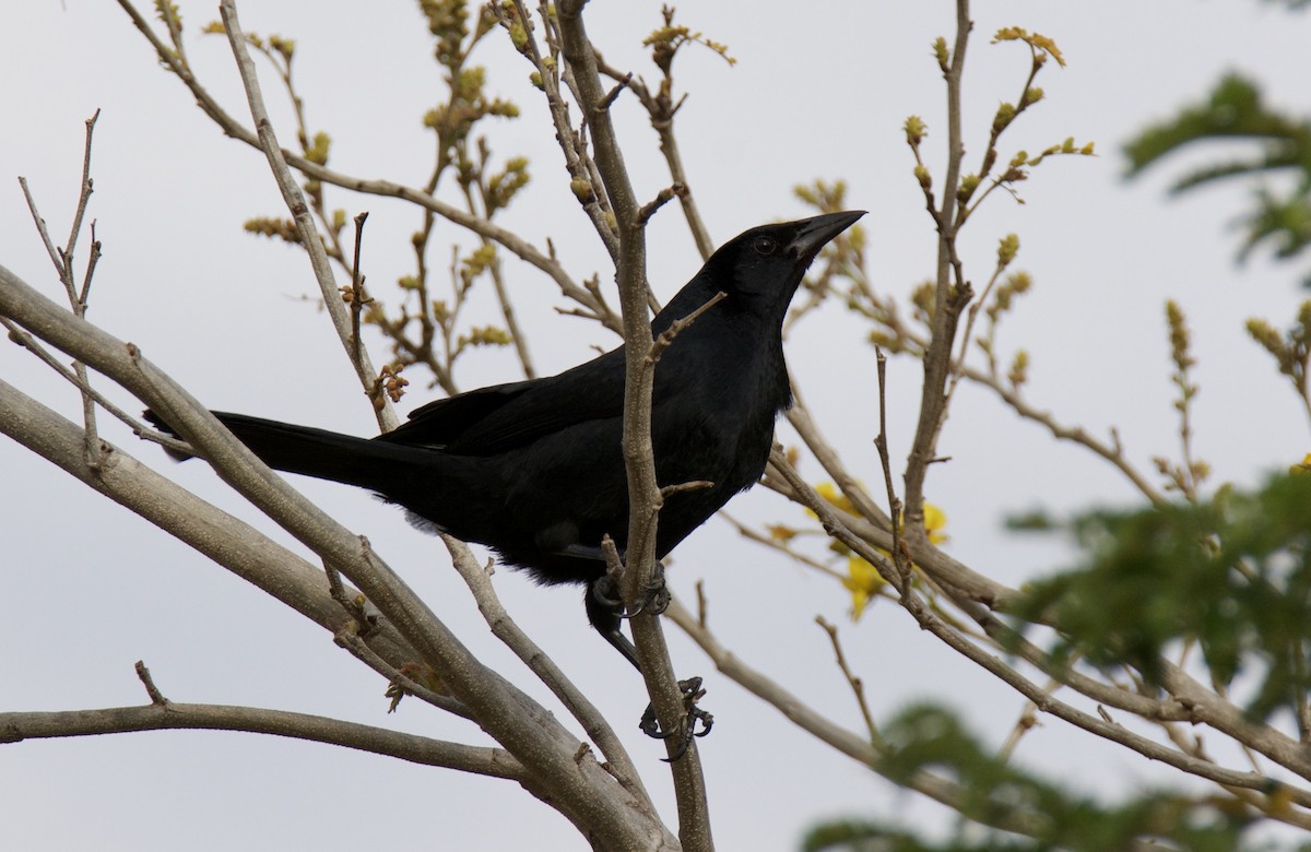 Melodious Blackbird - ML642816500