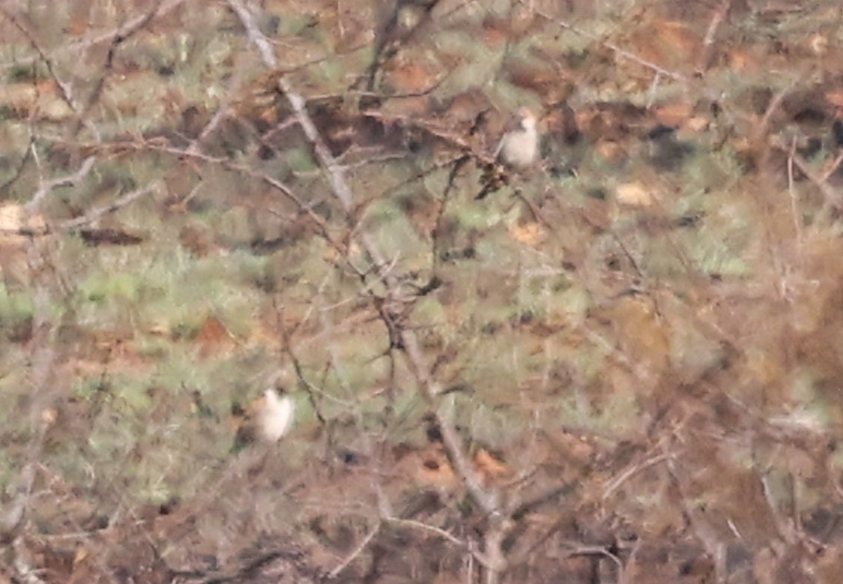 Great Rufous Sparrow - ML642816501