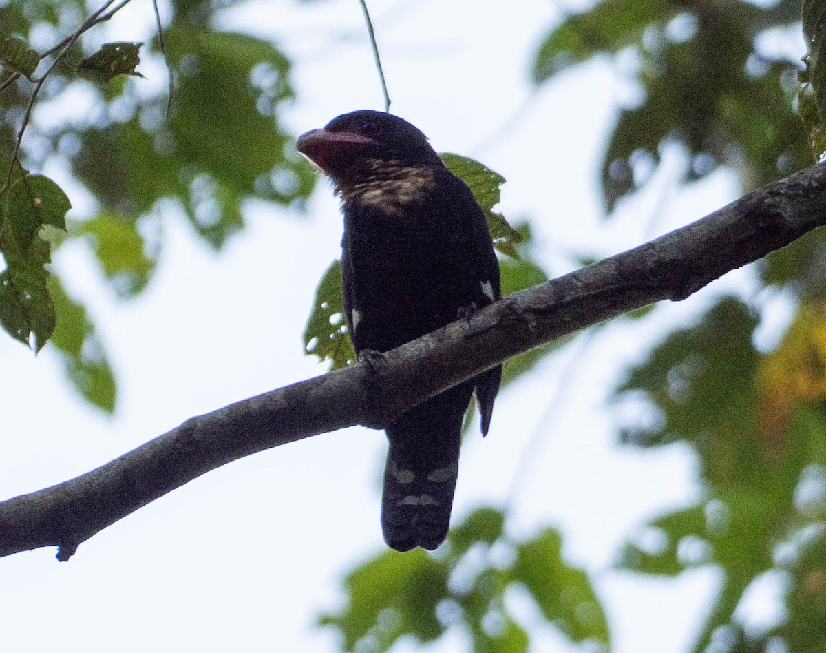 Dusky Broadbill - ML642816502