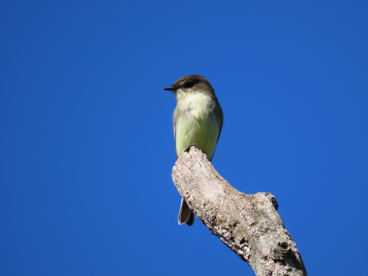 Eastern Phoebe - ML642816504