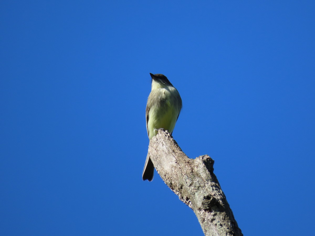 Eastern Phoebe - ML642816505