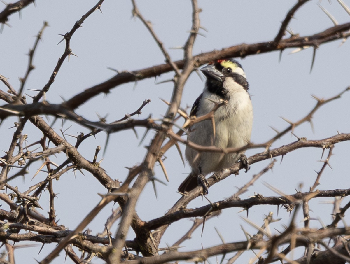 Pied Barbet - ML642816519
